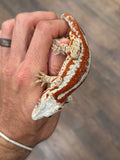 Red Aberrant Super Striped Gargoyle Gecko (Head color)