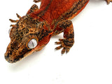 Red Striped Gargoyle Gecko (DEADPOOL offspring)