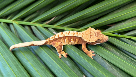 Red and Cream Harlequin Crested Gecko