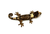 White Collar Pine Island Mossy Prehensile Tail Gecko