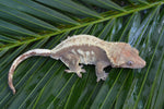 Drippy Red Pinstripe Crested Gecko (Gravid?)