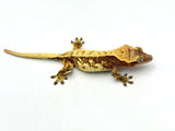Red Pinstripe Crested Gecko Pair (MALE & FEMALE)