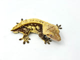 Red Pinstripe Crested Gecko Pair (MALE & FEMALE)