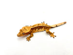Red Pinstripe het Emptyback Crested Gecko