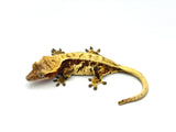 Red Pinstripe Crested Gecko Pair (MALE & FEMALE)