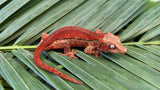 Red Striped Gargoyle Gecko (INCREDIBLE COLOR)