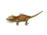 Red Striped Gargoyle Gecko