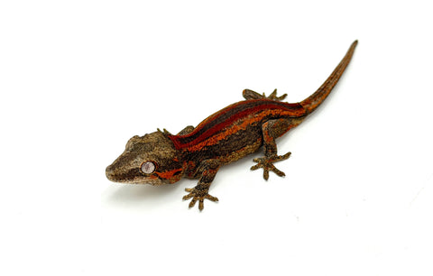 Red Striped Gargoyle Gecko (Sunset offspring)