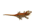 Red Striped Gargoyle Gecko (Head color)