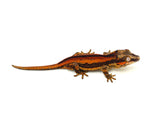 Red Striped Gargoyle Gecko (Pennywise offspring)