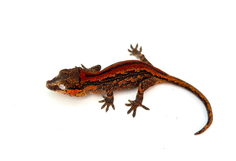 Red Striped Gargoyle Gecko (Dracula offspring)