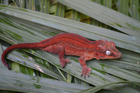 Red Striped Gargoyle Gecko (DEADPOOL offspring)