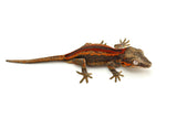 Red Striped Gargoyle Gecko (Sunset offspring)