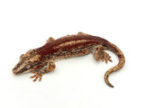 Red Striped Gargoyle Gecko