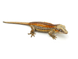 Red Striped Gargoyle Gecko