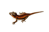 Red Super Striped Gargoyle Gecko (Young Blood offspring)
