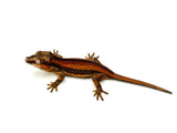 Red Striped Gargoyle Gecko (Pennywise offspring)