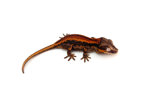 Red Striped Gargoyle Gecko (Deadpool Jr offspring)