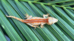 Red Striped Gargoyle Gecko (Dracula offspring)