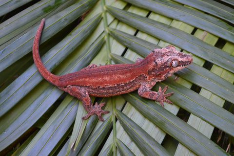 Red Striped Gargoyle Gecko