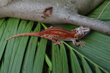 Red 6 Striped Gargoyle Gecko (HOLDBACK)