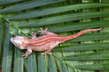 Red 6 Striped Gargoyle Gecko