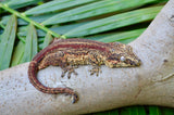 Red Striped Gargoyle Gecko (Vanilla Ice offspring)