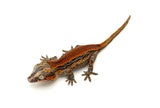 Red Striped Gargoyle Gecko (Head color)