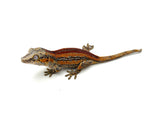 Red Super Striped Gargoyle Gecko (Young Blood offspring)