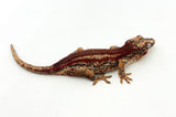 Red Striped Gargoyle Gecko