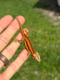 Red Striped Gargoyle Gecko (TAMPAX offspring)