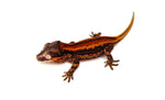 Red Striped Gargoyle Gecko (Deadpool Jr offspring)