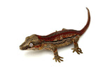 Dark Red Striped Gargoyle Gecko