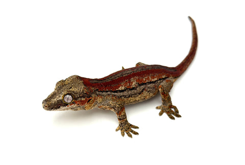 Dark Red Striped Gargoyle Gecko