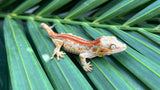 Red Striped Gargoyle Gecko (Dracula offspring)