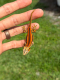 Red Striped Gargoyle Gecko (TAMPAX offspring)