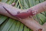 Red Striped Gargoyle Gecko