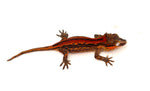 Red Striped Gargoyle Gecko (Dracula offspring)