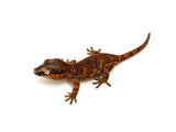 Red Super Blotched Gargoyle Gecko