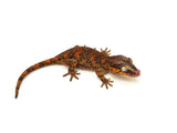 Red Super Blotched Gargoyle Gecko