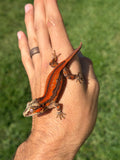 Red Striped Gargoyle Gecko (TAMPAX offspring)