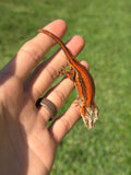 Red Striped Gargoyle Gecko (TAMPAX offspring)