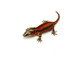 Red Striped Gargoyle Gecko (TAMPAX offspring)