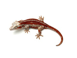 HOLDBACK Red Super Striped Gargoyle Gecko