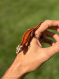 Red Striped Gargoyle Gecko (TAMPAX offspring)