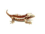 Red Aberrant Super Striped Gargoyle Gecko (Head color)