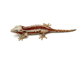 Red Aberrant Super Striped Gargoyle Gecko (Head color)