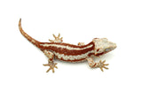 Red Aberrant Super Striped Gargoyle Gecko (Head color)