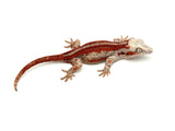 HOLDBACK Red Super Striped Gargoyle Gecko