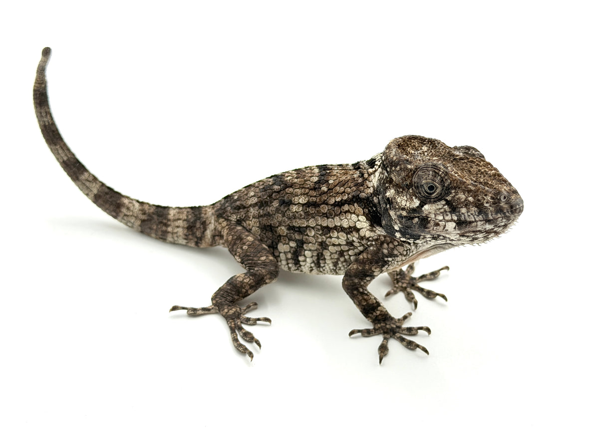 Red Throat False Chameleon Anole for sale – TikisGeckos